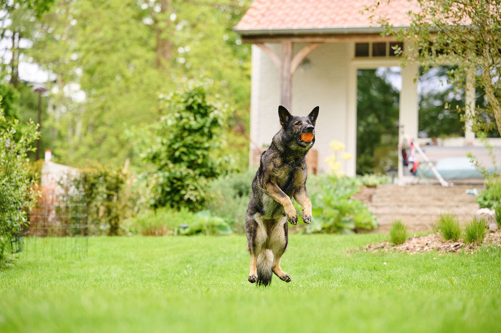Image showcasing How to support your dog to maintain healthy joints - Beaphar